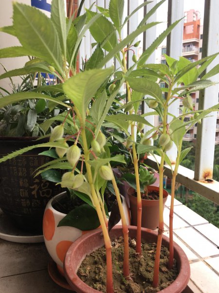 凤仙花长什么样子