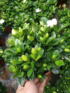 栀子花最大忌讳是什么 了解栀子花叶尖枯焦的原因