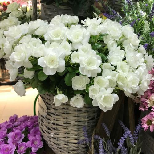 栀子花最大忌讳是什么