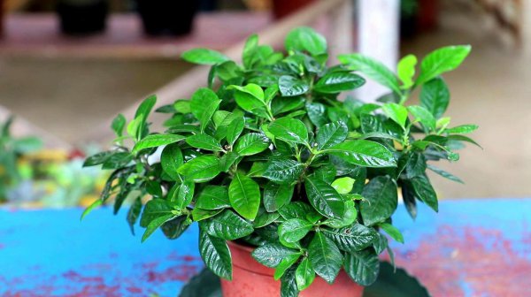栀子花最大忌讳是什么