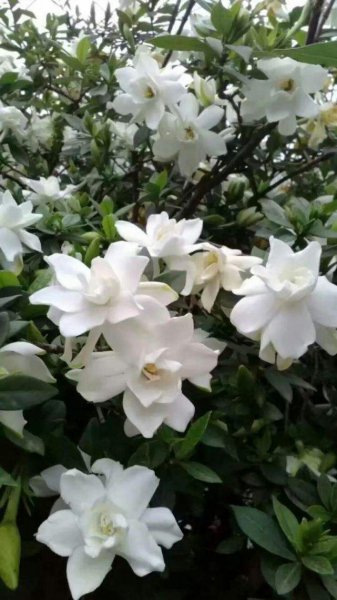 栀子花最大忌讳是什么