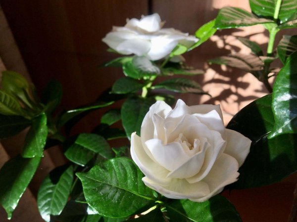栀子花最大忌讳是什么