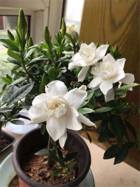 栀子花最大忌讳是什么