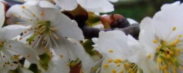 樱桃开花时能浇水吗