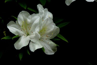 杜鹃花的生长过程怎么写 介绍杜鹃的生长环境和特点