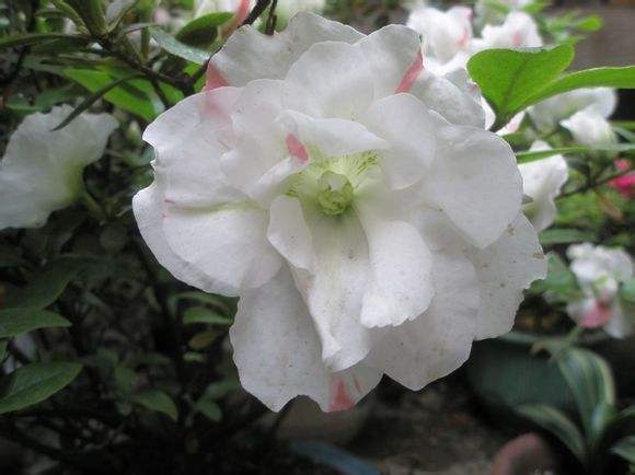 杜鹃花的生长过程怎么写