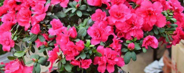 杜鹃花的生长过程怎么写