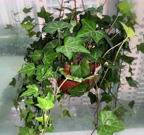 常春藤的寓意和象征风水