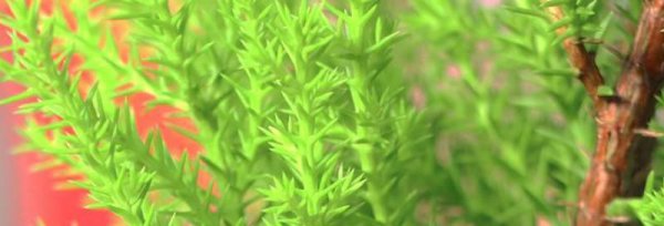 香松盆栽风水寓意