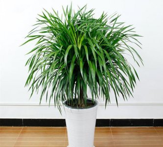龙须兰怎样剪头教程 阳台常绿大型盆栽植物