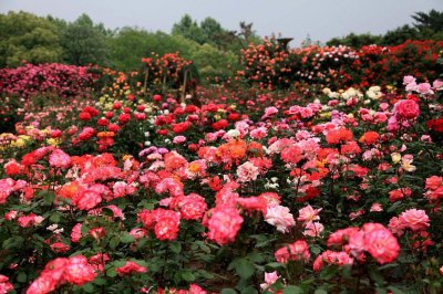 月季花浇水的正确方法是什么 家庭盆栽月季养护技巧