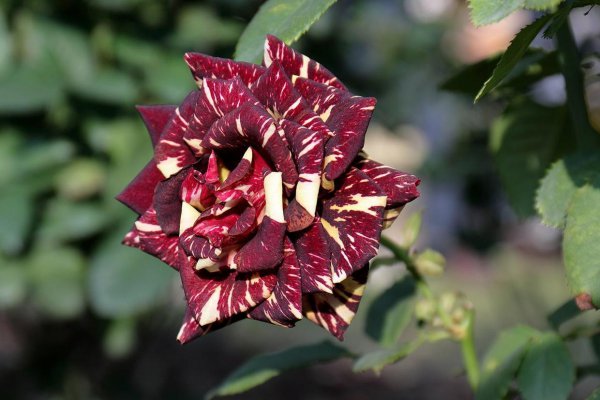 月季花浇水的正确方法是什么