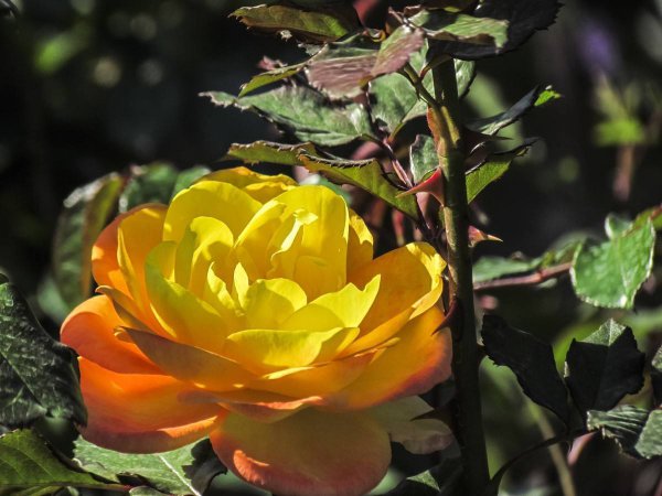 月季花浇水的正确方法是什么
