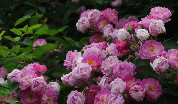 月季花浇水的正确方法是什么