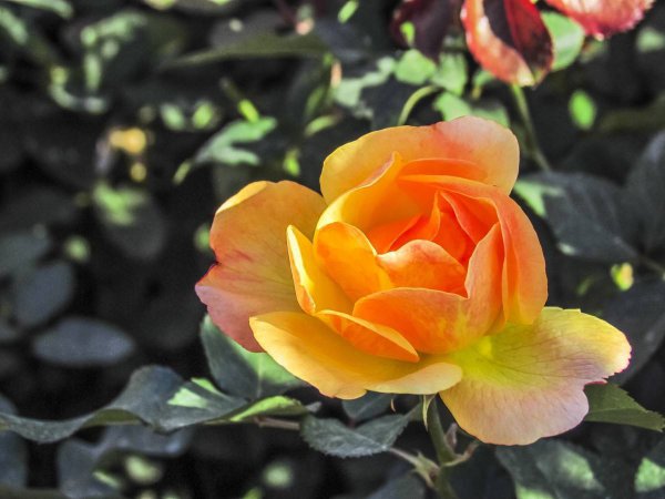 月季花浇水的正确方法是什么
