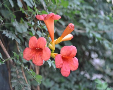 凌霄花什么时候开花季节 关于凌霄花的寓意象征