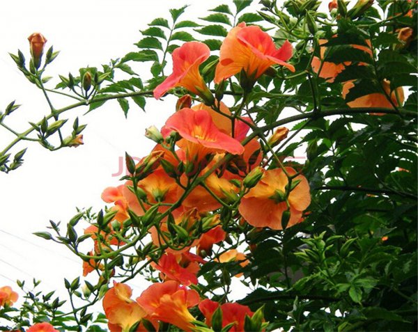 凌霄花什么时候开花季节