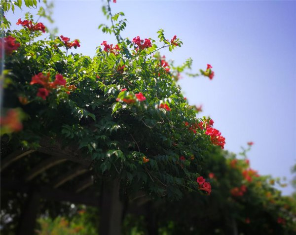 凌霄花什么时候开花季节