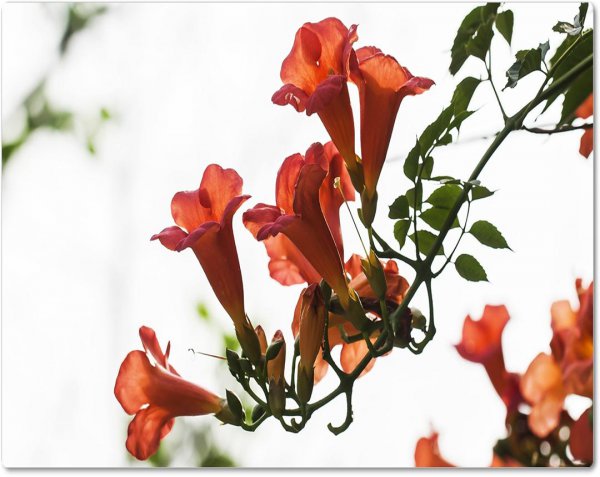 凌霄花什么时候开花季节