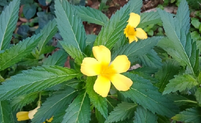 时钟花的花语是什么 关于时钟花的开花时间
