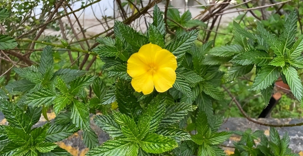 时钟花的花语是什么
