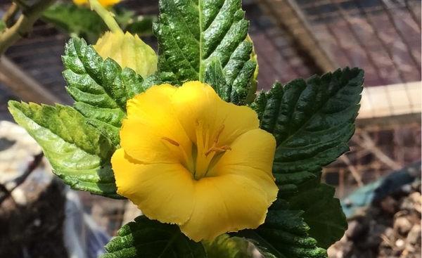 时钟花的花语是什么