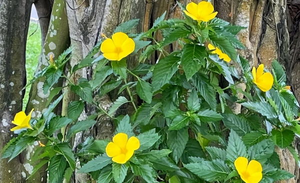 时钟花的花语是什么
