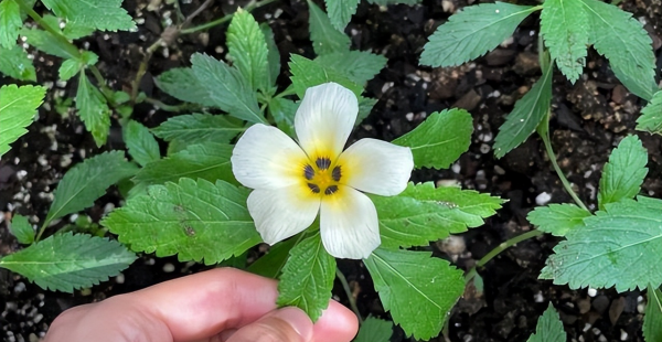 时钟花的花语是什么
