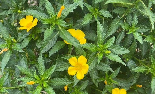 时钟花的花语是什么