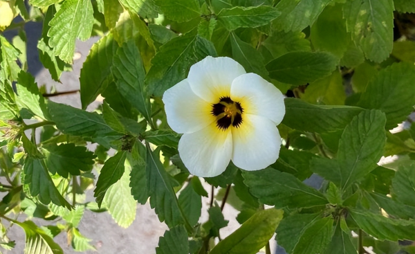 时钟花的花语是什么