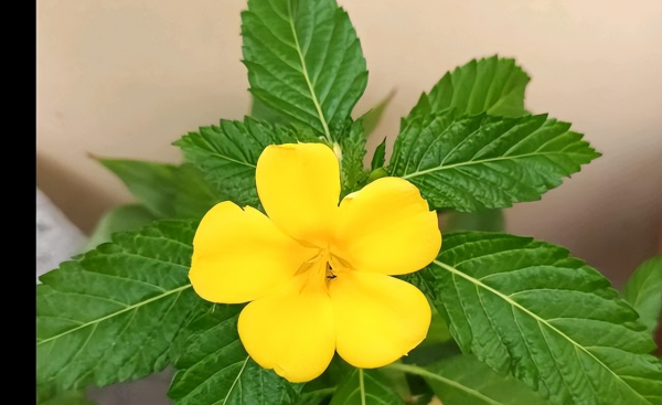 时钟花的花语是什么