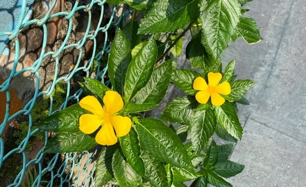 时钟花的花语是什么