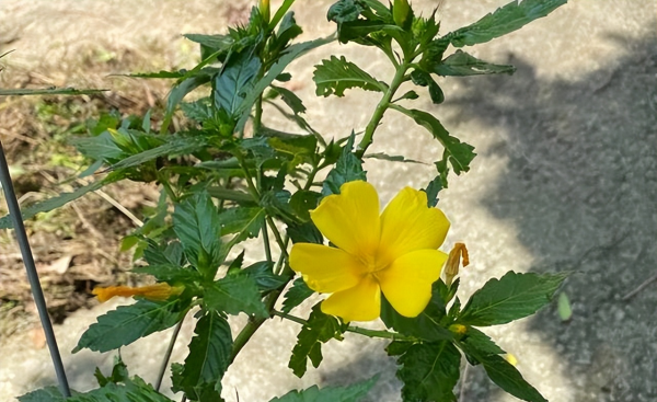 时钟花的花语是什么