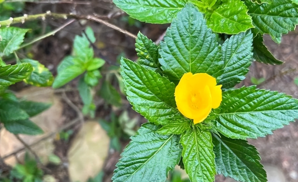 时钟花的花语是什么