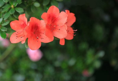 杜鹃花是什么颜色的花 女生最喜欢的花排行