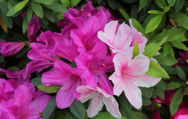 杜鹃花是什么颜色的花