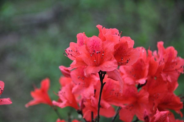 杜鹃花是什么颜色的花
