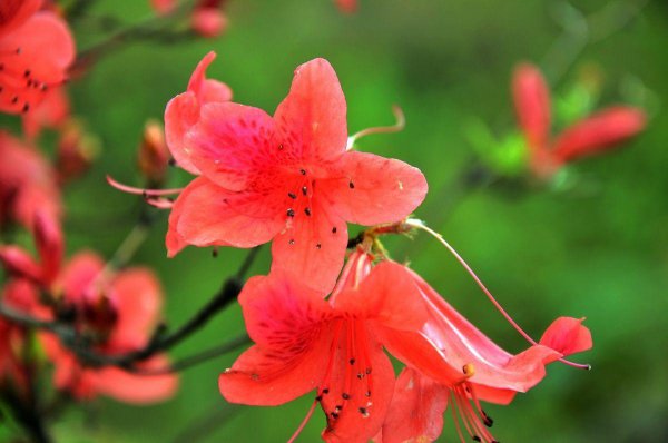 杜鹃花是什么颜色的花