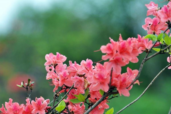 杜鹃花是什么颜色的花