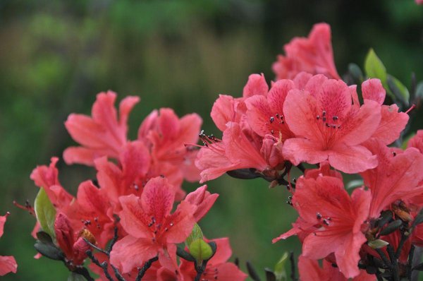 杜鹃花是什么颜色的花