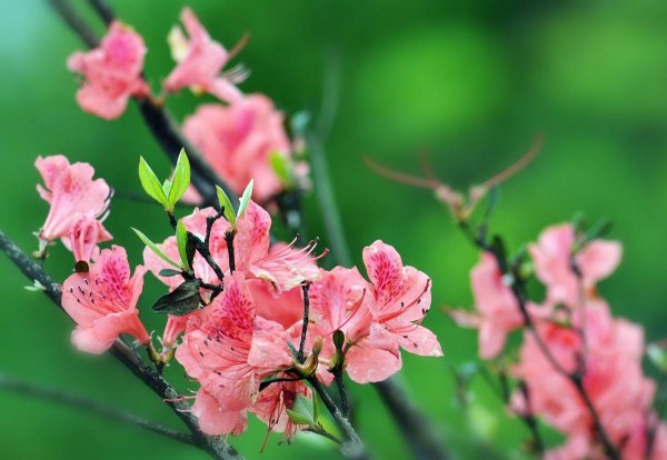 杜鹃花是什么颜色的花