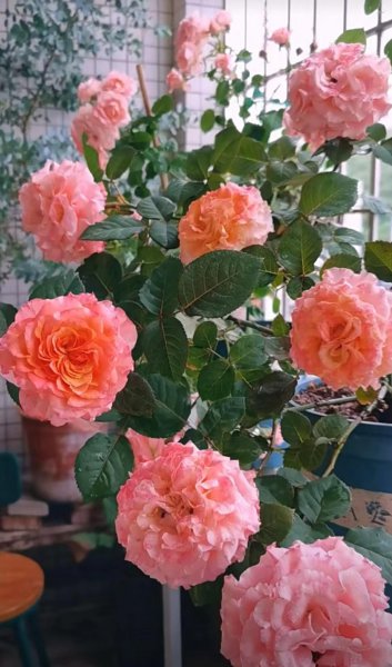 洛神月季花优缺点花期