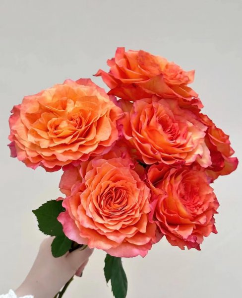 洛神月季花优缺点花期