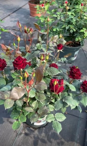洛神月季花优缺点花期