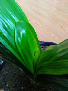 紫叶酢浆草的风水寓意是什么 蕨类植物养护技巧