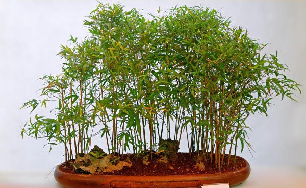 竹柏的寓意和象征