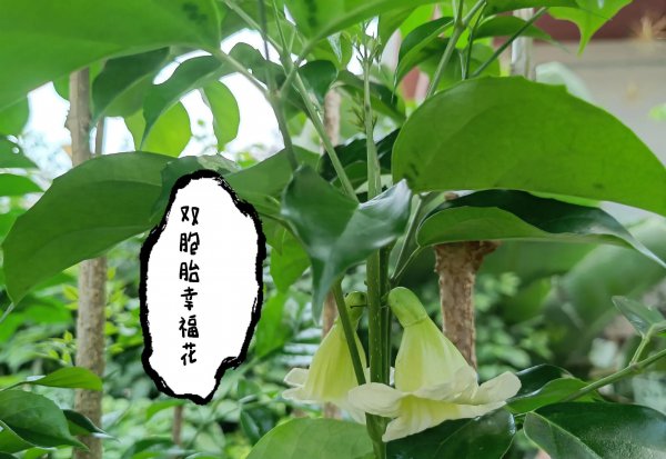 幸福树会开花吗