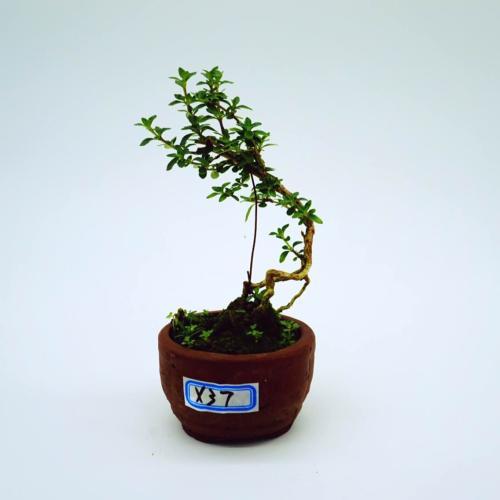 六月雪的寓意和象征