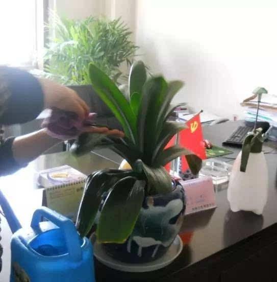 中午浇花会不会把花浇死