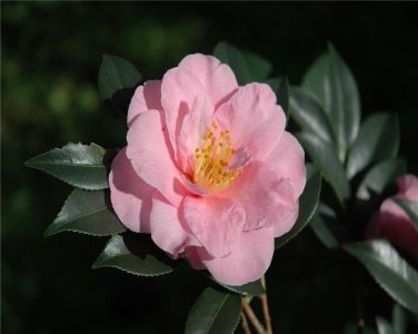 山茶花期多长时间 四季茶花的养殖方法和注意事项